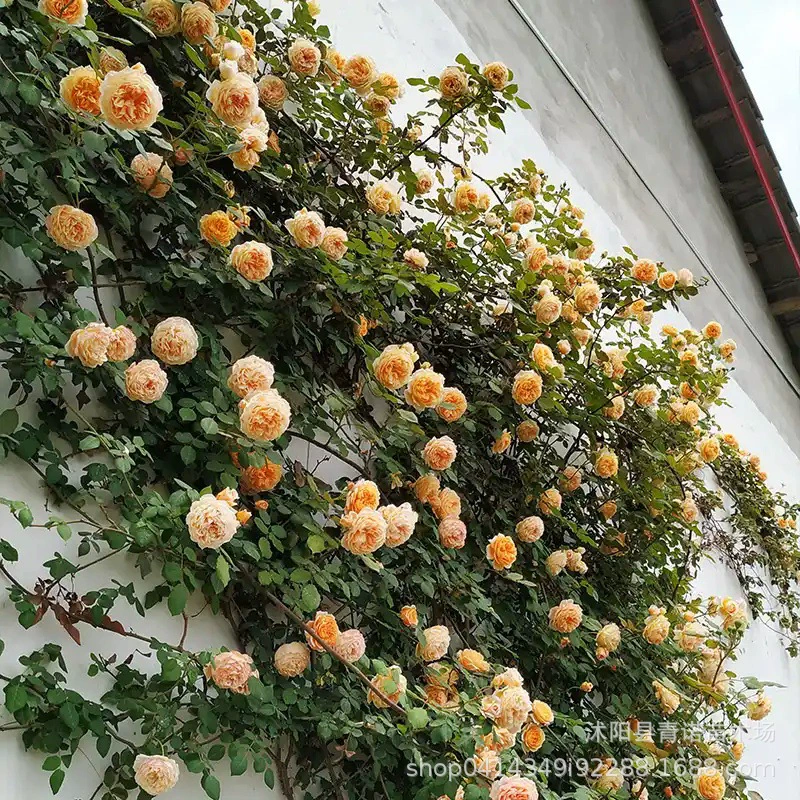 Детский магазин Фудзимото Роза Лонгша Принцесса Фудзимото Сорт розы Европейская Роза Рассада цветов в горшке