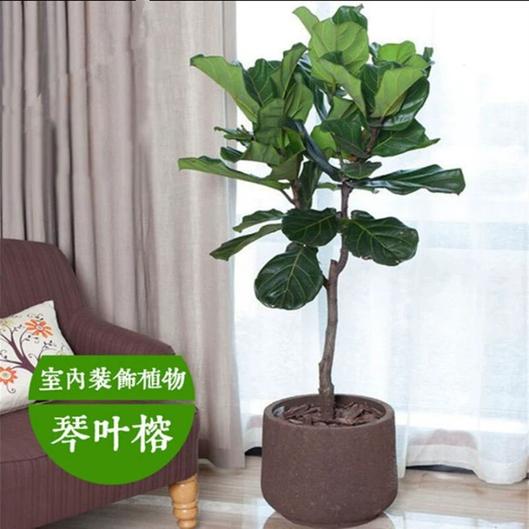 Фикус-скрипичный лист в горшке для гостиной, большое зеленое растение, бонсай, вечнозеленый фикус-скрипичный лист в горшке для любого сезона.