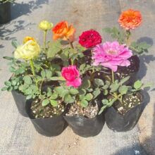 【两颗装】月季花小苗欧月大花浓香阳台盆栽庭院藤本四季开花玫瑰