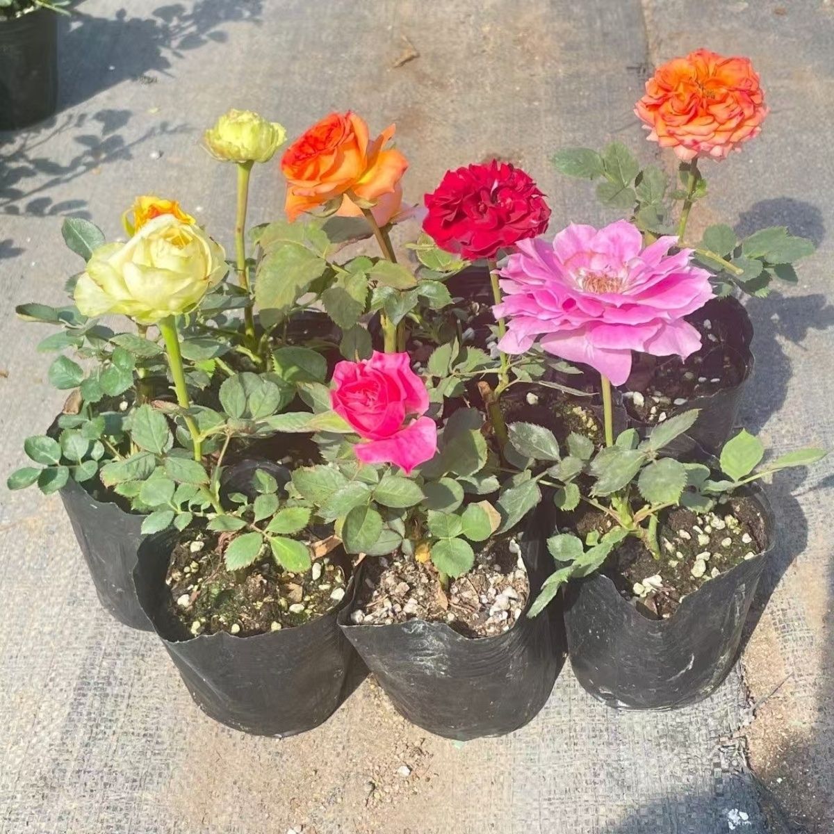 【两颗装】月季花小苗欧月大花浓香阳台盆栽庭院藤本四季开花玫瑰