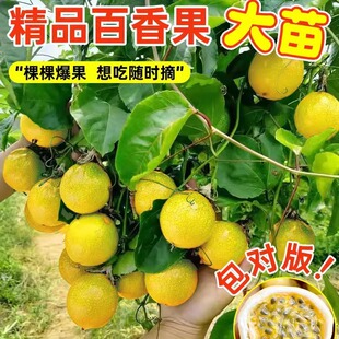 �J��9̖�����������S����������ͥԺ�����ļ��Nֲ��������