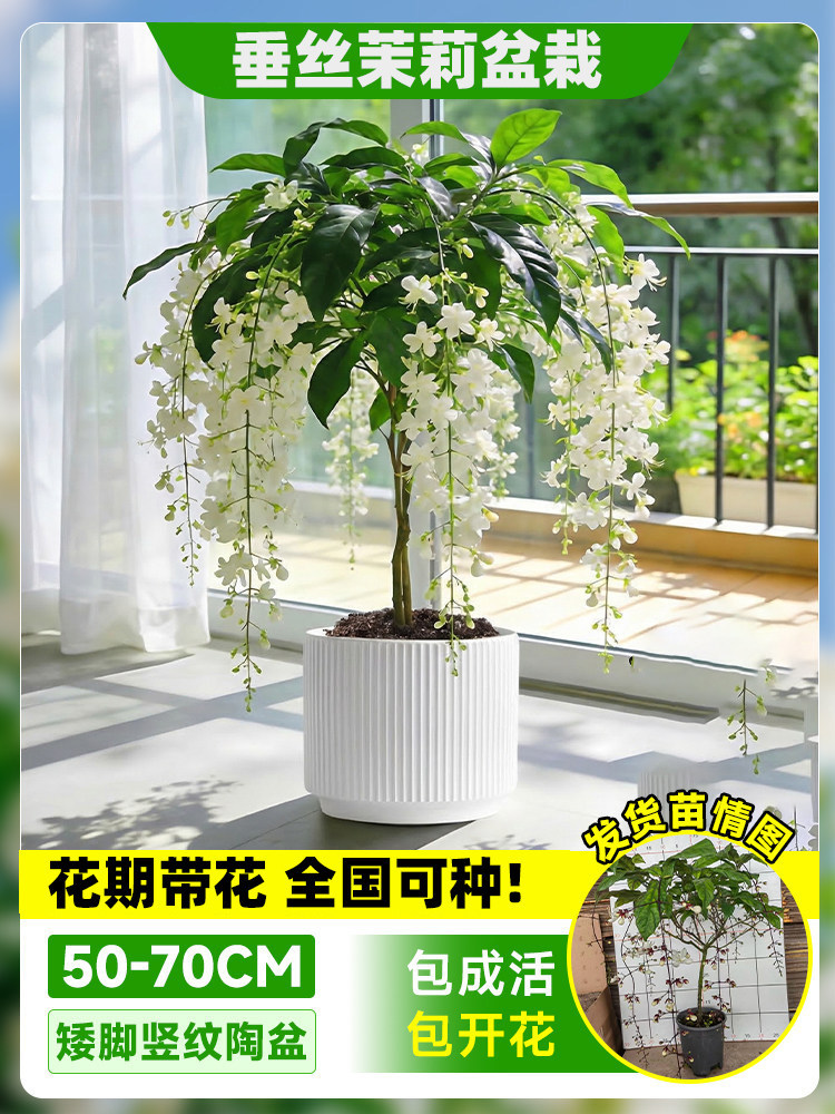 Flores de jazmín en maceta, flores de fragancia fina, fáciles de cultivar en interiores y exteriores, flores perennes ornamentales. image 19