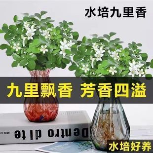 Summer Must-Have Mosquito Repellent Bamboo Hydroponic Jiuli Incense Four-Season Flowering Plant Indoor Green Plant Living Room Flower Potted Plant
