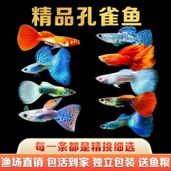 グッピー純種フェニックステール観賞魚小型熱帯魚淡冷水飼育金魚小魚胎児稚魚