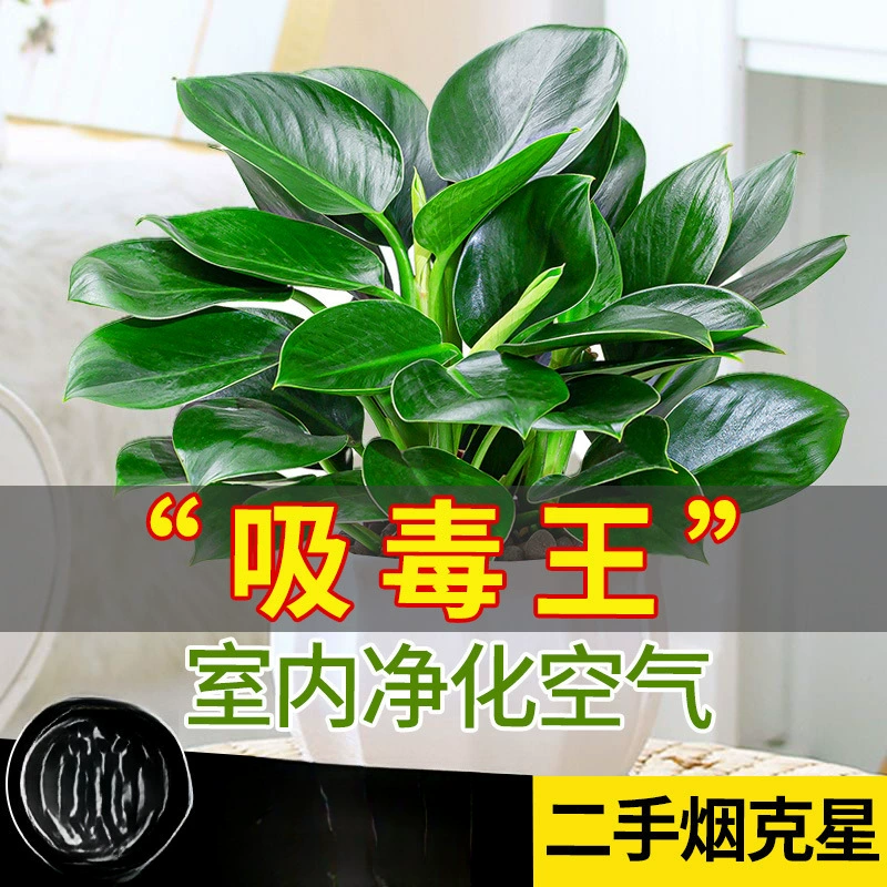 Золотые бриллианты в горшках Зеленые растения комнатные растения Цветочные зеленые растения