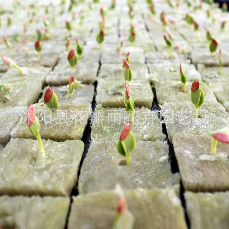 Импортные сельскохозяйственные беспочвенные субстраты для выращивания рассады Современные сельскохозяйственные гидропонные посадки