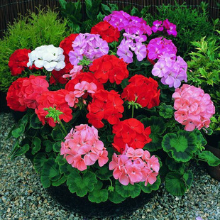 Double Geranium Flower Seeds, Hydrangea Seeds, Four-Season Blooming Florals, Indoor Balcony Potted Plants, Easy to Grow in the Courtyard