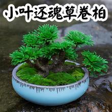 卷柏九死还魂草盆栽卷柏老庄盆景绿植带专用土不死草万年青蕨类植