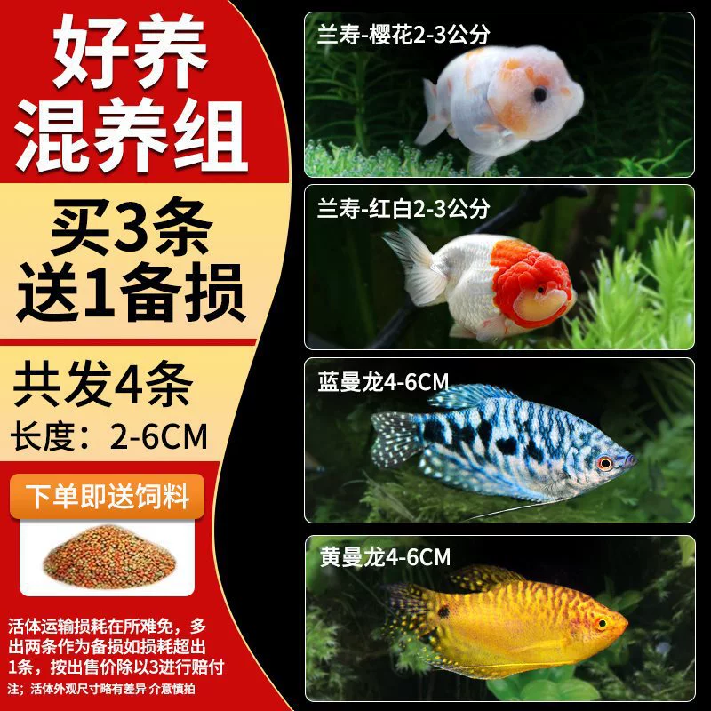 Саженцы холодноводной рыбы Yulan Shoujian, живая рыба, мелкая пресноводная, хорошее кормление, живая рыба Lili, Manlonfish