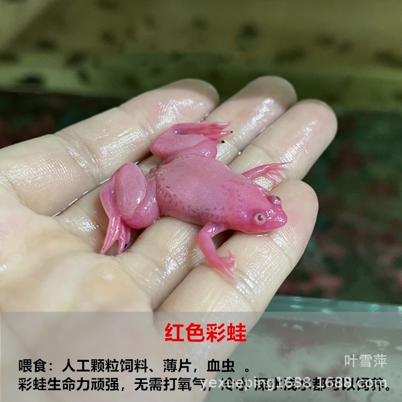 观赏蛙金蛙彩蛙龙鱼饲料儿童宠物角蛙活体淡水冷水好养耐活青蛙