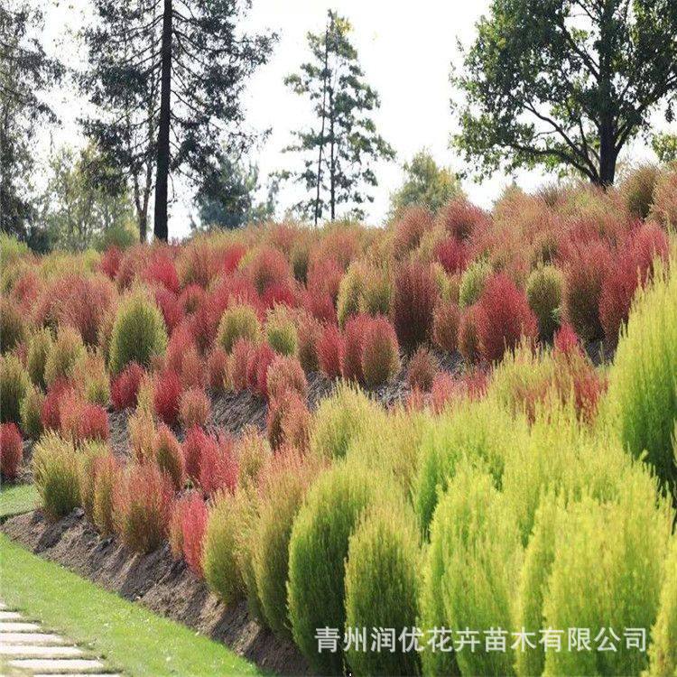 地肤孔雀松,孔雀松,孔雀松图片(第13页)_大山谷图库