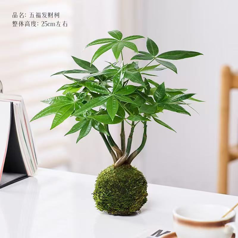 Cây tiền vui nhộn Moss Ball (không bao gồm chậu)