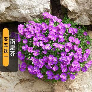 Nanting Mustard Seeds 100 Phoenix Butterfly Flower Seeds Perennial Balcony Outdoor Potted Plants Can Be Hung in Spring and Autum