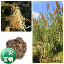 ���l�������޸��Gˮ�JȔ�N��ˮ������ˮ�|����ˮ��ֲ���׻�N��