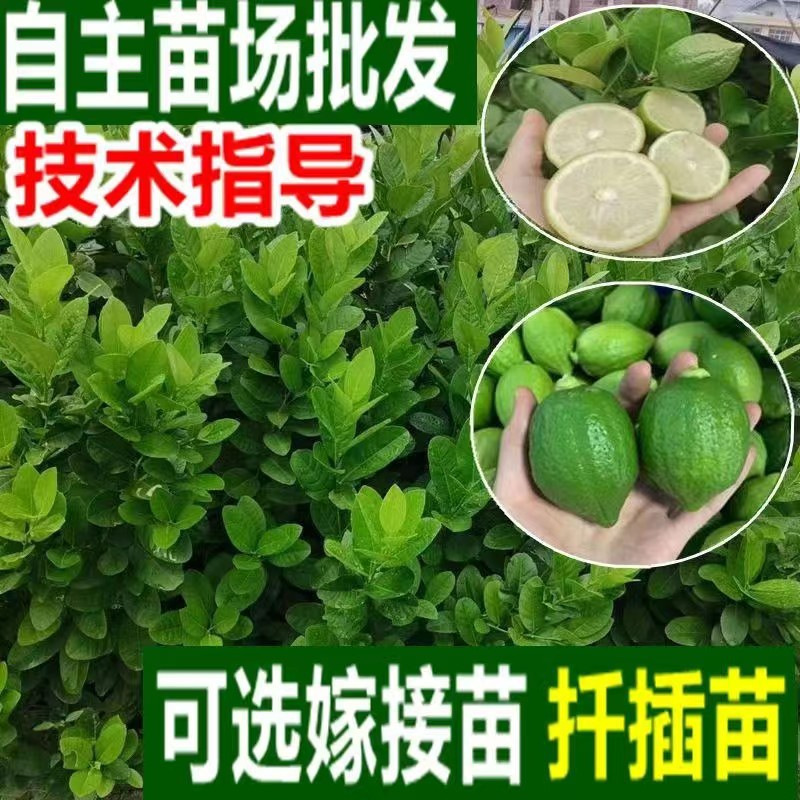四季广东香水柠檬苗果树苗奶茶店用盆栽地栽台湾青檬苗批发带土球