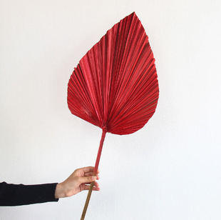 Colorful Fan Natural Cattail Fan Palm Leaf Cattail Fan Dried Flower Sunflower Leaf Flower Arranging Material Dried Flower Wedding Shooting Props