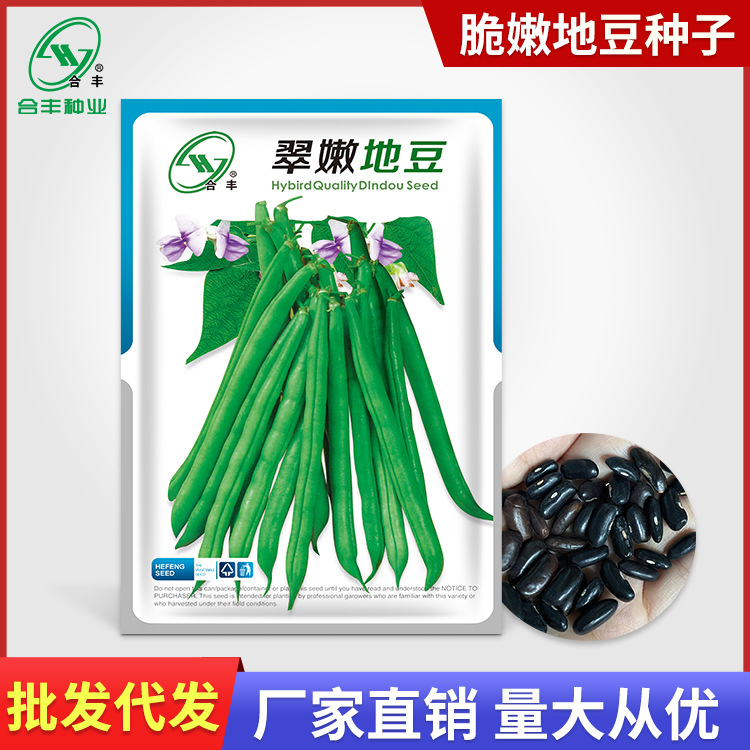 翠嫩地豆种子20克 不搭架豆角种籽矮生四季豆芸豆种孑蔬菜籽批发
