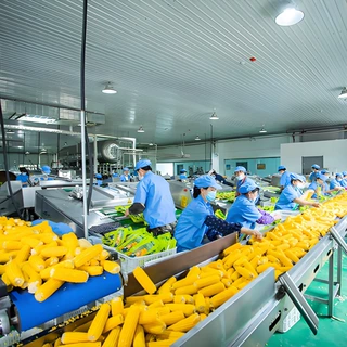 大小型糯玉米鲜食水果玉米加工生产线  鲜玉米棒清洗机玉米剥皮