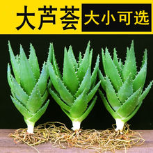 ���J�C����ֲ���҃�ˮ��Gֲ�������ԃ����՚�����ȩ��ݗ������