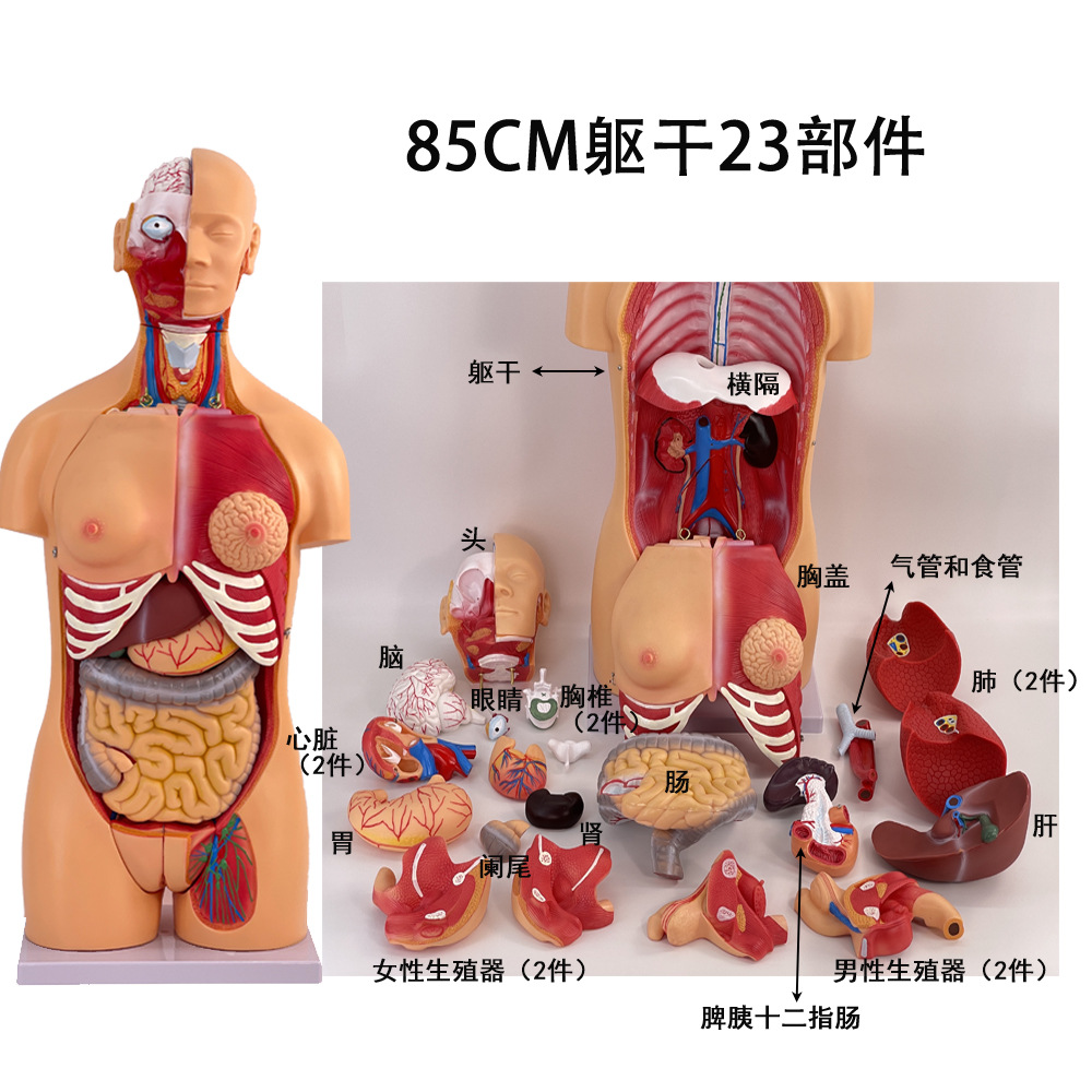 85CM���������ɿɲ��Ϊ23����������ģ�� ��������ģ�͸�����