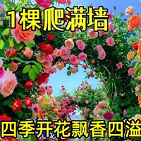 Розовые саженцы, лозы, ароматные вьющиеся растения с крупными цветками для двора, цветочные горшки, балконные розы, вьющиеся стены в любое время года.