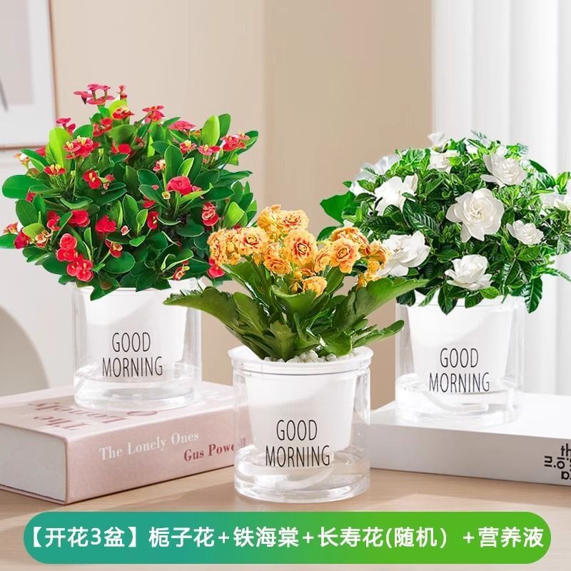 [화분 3개] 치자나무/베고니아/카멜리아