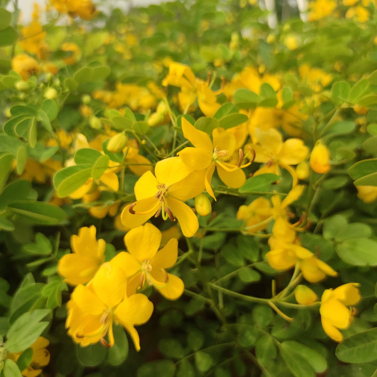 2311 Питомник поставляет двойную стручку