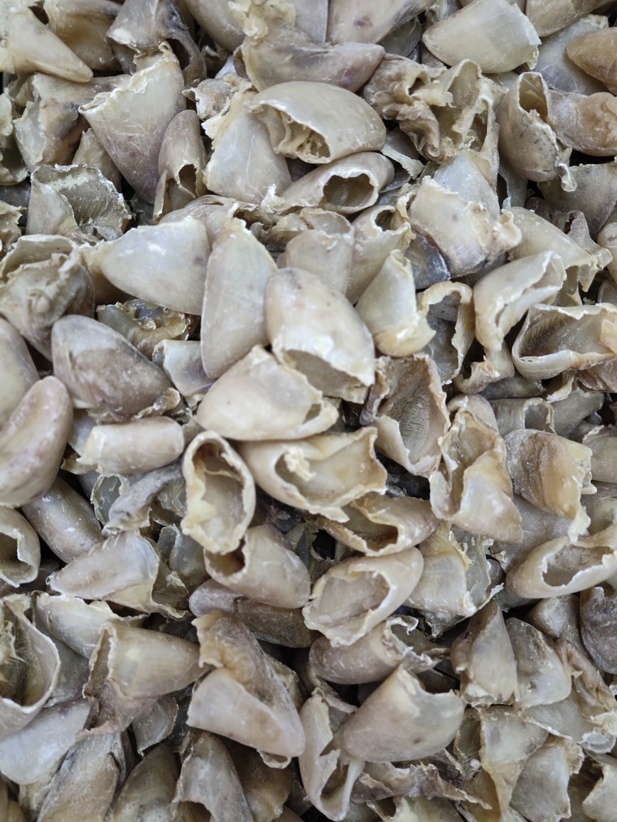 Zhi Zhu Ti Jia (Prepared Pig's Hoof Shell) — Processed TCM Herbal Material, 500g overview