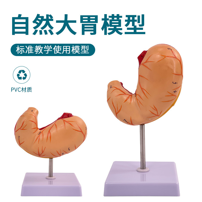 ��ѧ������������θ����ģ�� ��Ȼ��θģ�� θ���� θģ��θ����