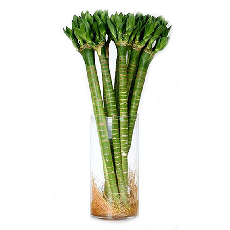 Transferencia de bambú rico con raíces, plantas de bambú, plantas en macetas cultivadas por agua, sala de estar, bambú doblado, bambú de dragón, bambú de buena suerte, plantas hidropónicas image 7