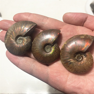 �R�_��˹����Ȼ�߲��ݻ�ʯ�ݾ�ʯ���ݹ����ﻯʯ�˱�ԭʯ�S�����l