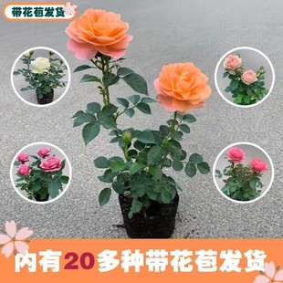 һ�����lõ�廨�绨�ܹ�֭�̨���Ԏ������҃����ļ��^��ֲ���