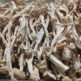 鑫榕钰海鲜菇干货批发剪根无根不开伞  海鲜菇菇香柄脆嫩蟹味菌菇