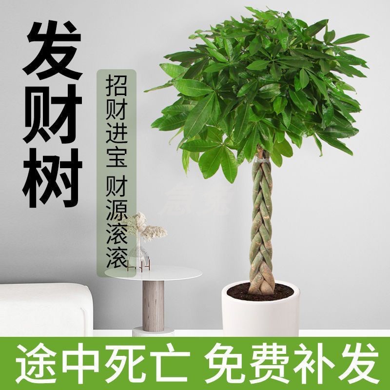 四季常青大型绿植花卉室内外发财树虎皮兰绿萝盆栽办公室
