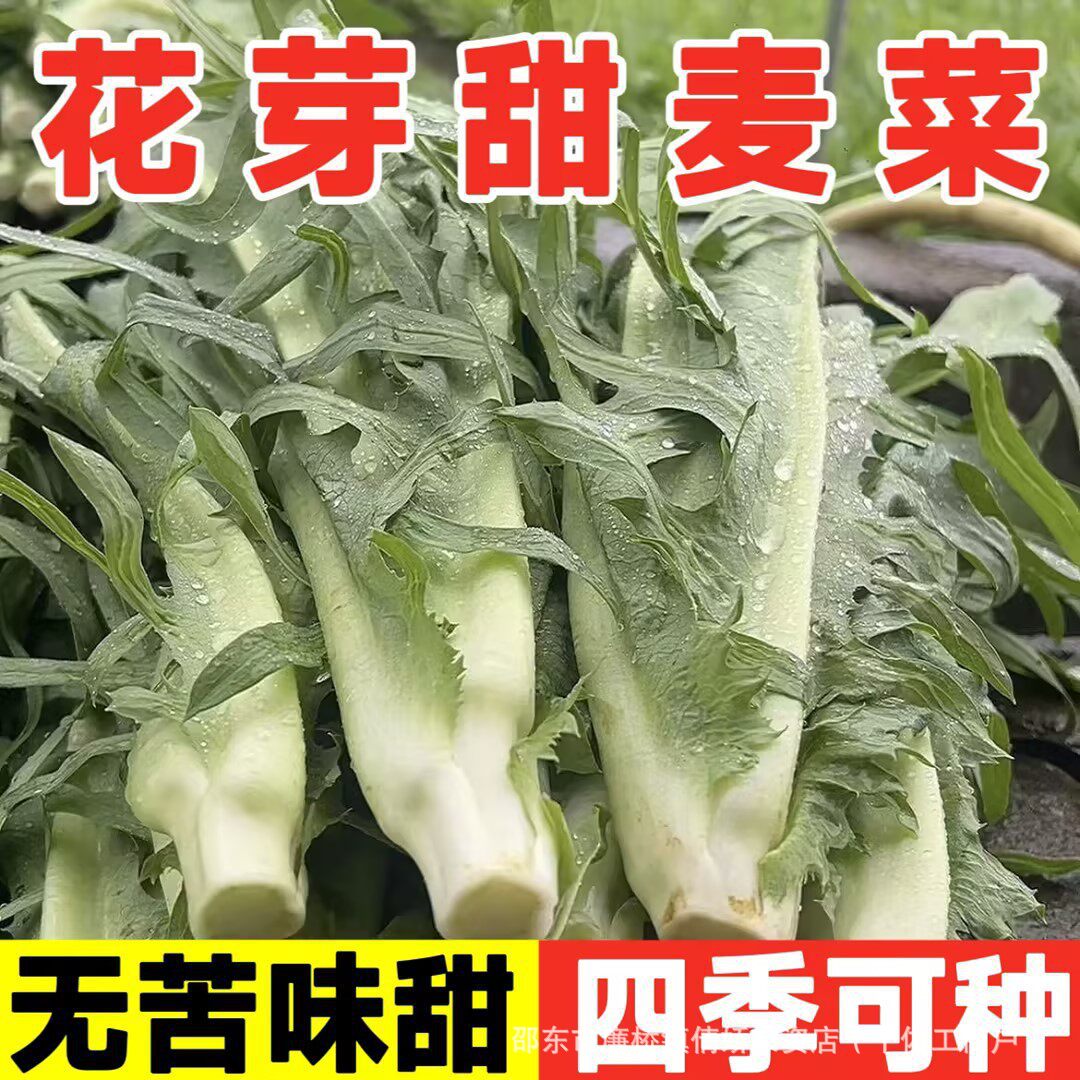 花芽甜麦菜种子油麦菜大芽甜麦菜种子阳台盆栽四季可播苦荞麦种子