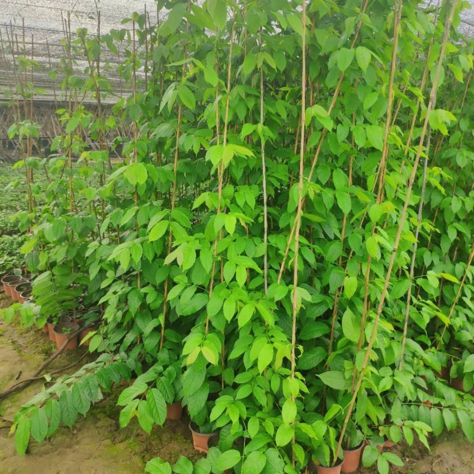 907 поставки делают джентльменов 1-2 метра