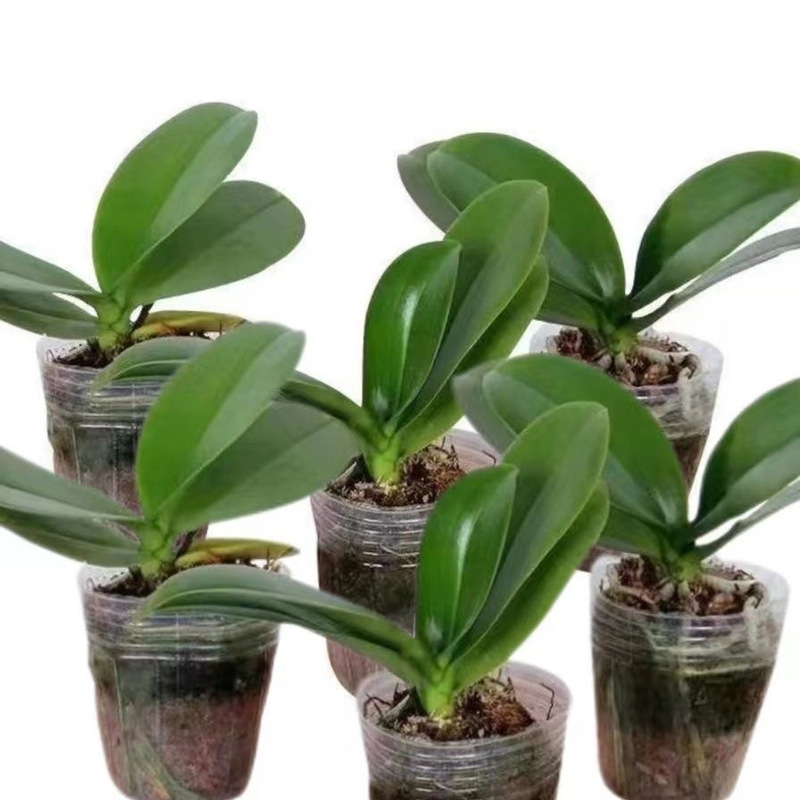 Phalaenopsis Seedlings Are Easy to Grow in All Seasons. Indoor Balcony Office Potted Green Plants and Flowers Are Easy to Grow