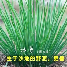 ��ɳ�[�N�ӡ����[�N���ͺ��ļ����[���[�����̨�߲˷N�у��ɇ��a