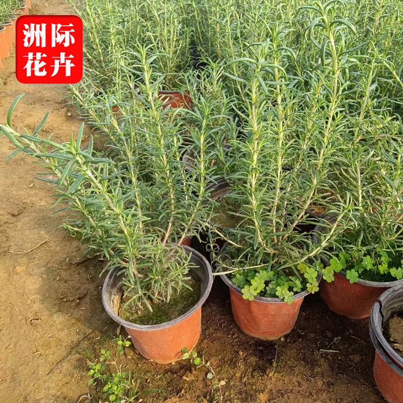 迷迭香薄荷盆栽苗  青州基地批发各种时令草花 花境植物