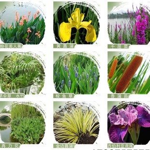 ˮ��ֲ��Nֲ�����S������ˮ�໨�~���˽�ͥԺ���u�JȔ�Sβ����