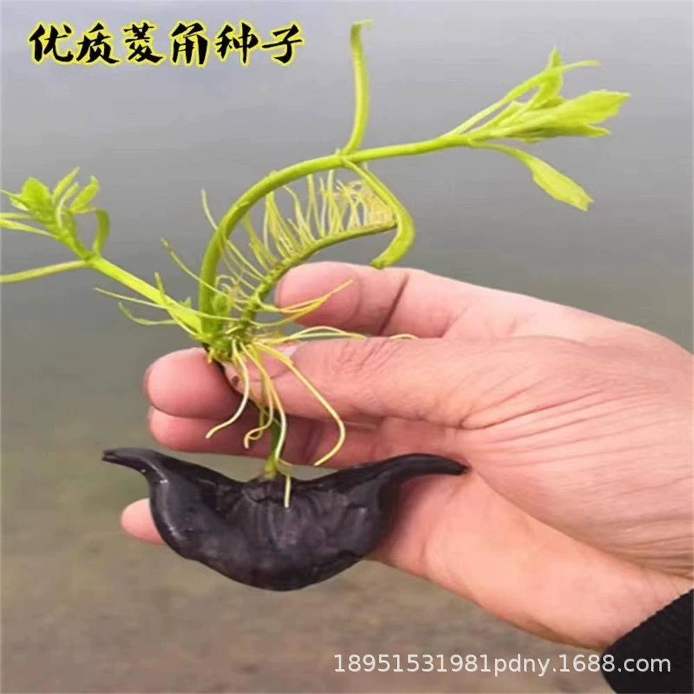 Саженцы семян водяного каштана Озеро Хунху Дацин водяной каштан высокая урожайность водных растений старый водяной каштан высокая выживаемость семян