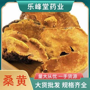 西藏桑黄正宗桑树桑黄纯天然金边桑黄块整个暴马丁香桑黄量大从优-阿里巴巴