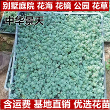 ���Rֲ�����A���� ���~��ײݱ�ѩ�ݽ��~��ײ��бP�ر�ֲ���ͺ�