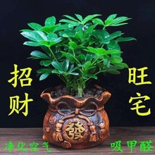 四季常青八方来财招财树鸭脚木室内阳台桌面绿植花卉盆栽发财树