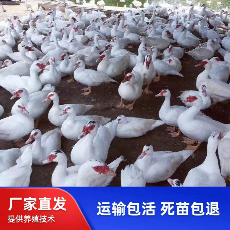 Белая утка, белая мясная утка-бройлер, белая мясная утка, гусь, утенок-утица, утенок-утица, водный утенок, живой утенок, маленькая утка.