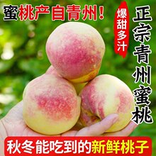 正宗青州蜜桃山东水蜜桃新鲜时令水果软硬整箱小脆桃甜桃当季现摘