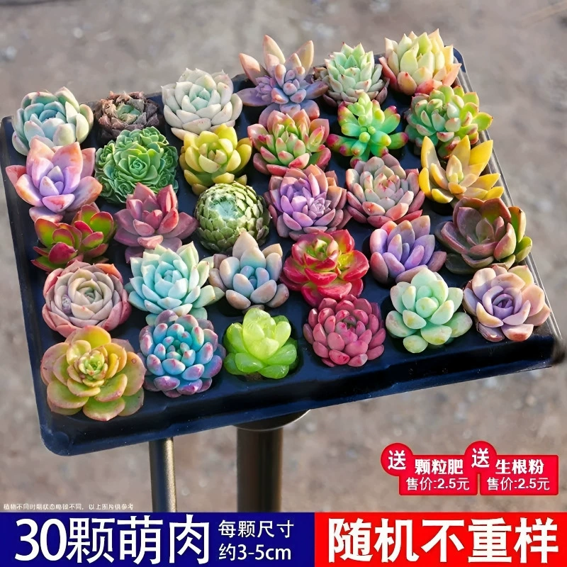 Суккуленты оптом в горшках, комбинированные цветы для дома, роскошный суккулентный сад из рубинового нефрита.