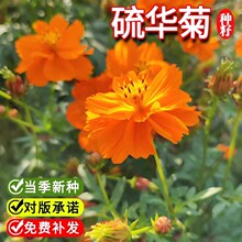 批发花卉种子硫华菊波斯菊金鸡菊公园观赏花海美丽乡村四季种易活