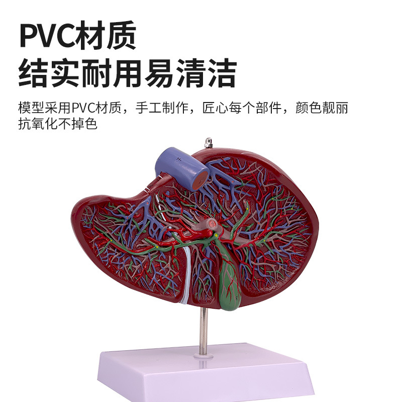 ����ε���Ѫ�ܸ����������ٽ���ģ��ҽѧ������Ƹε���ҽѧ�걾