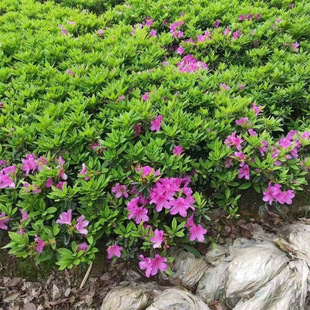 Azalea Chunjuan Saplings Are Planted in the South, Evergreen Courtyard Green Plants, Flower Beds, Engineering Bonsai, Evergreen Shrubs